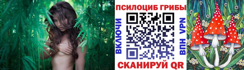 Галлюциногенные грибы Psilocybine cubensis  Лабинск 